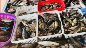 أسعار البلطي في كفر الشيخ اليوم الجمعة 14 نوفمبر 2025 تبرز تقلبات السوق وتأثيرها على المستهلكين